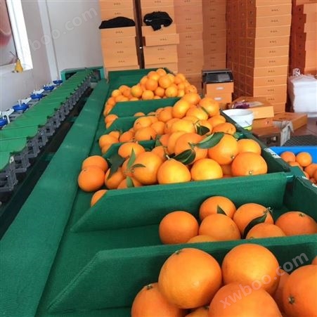 福建葡萄柚选果机  小型水果分选机