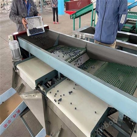 云南蓝莓生产基地使用不伤果粉的蓝莓选果机