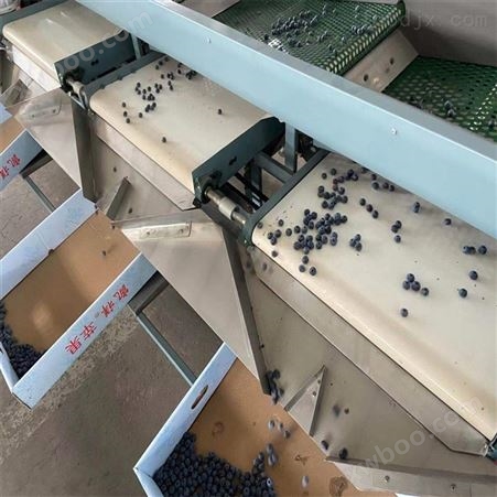 云南蓝莓生产基地使用不伤果粉的蓝莓选果机