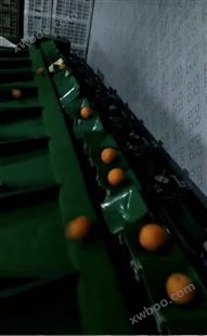 柑橘选果机 四川水果分大小的设备