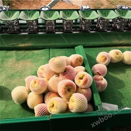 金秋红蜜分级设备  青州蜜桃选果机