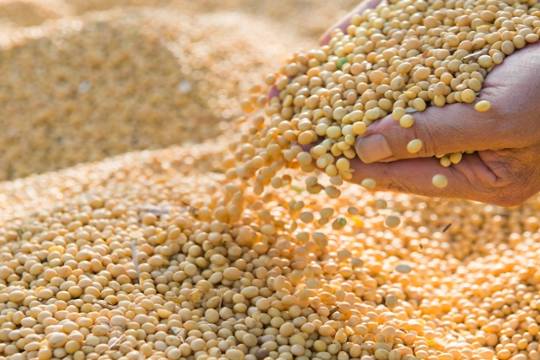 江西省全力推进大豆扩种，全年种植面积达159万亩以上