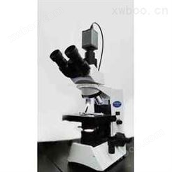 淀粉（黑十字）观察奥林巴斯显微镜